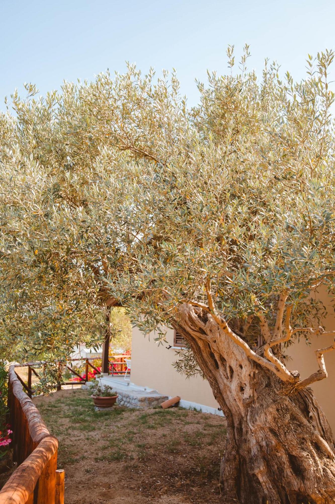 Calami - Villa Romeo - Private Apartments With Pool, Seaview & Olive Grove Santa Caterina Dello Ionio Marina Exterior photo